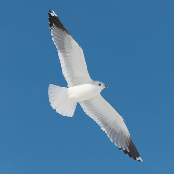 white bird flies on blue sky