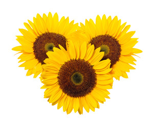 Sunflower on a white background.