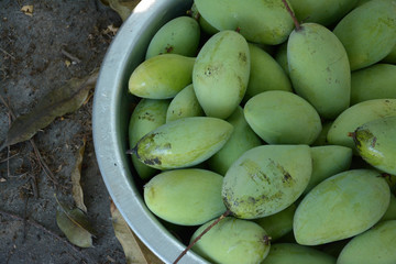 green mangoes in stell basin