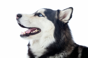 adult male husky
