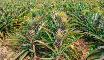 Pineapple fruit on the bush