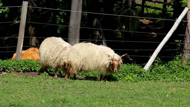 Two beautiful  hungarian &ldquo;Racka&rdquo; sheeps