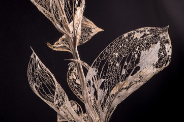 Branch with deads leafs