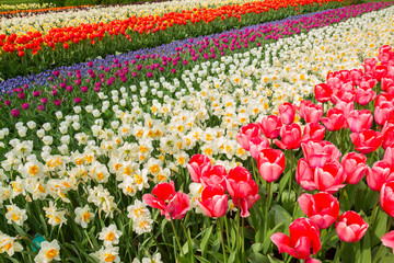 holland tulips and daffodils field