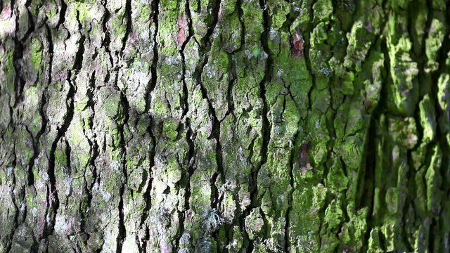 Bark green tree pine with shades and lights