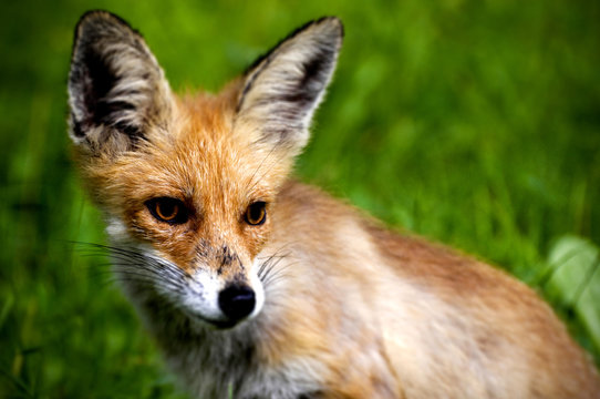 Fox pup