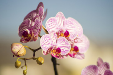Fototapeta na wymiar Pink Orchid, Phalaenopsis