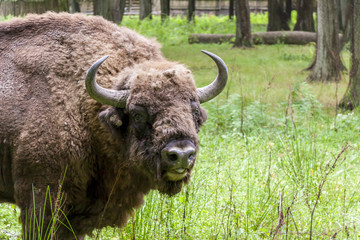 Bialowieski National Park - Poland. Aurochs head. © Doin Oakenhelm