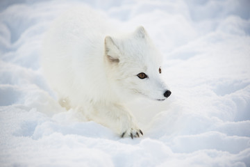 Obraz na płótnie Canvas Arctic fox