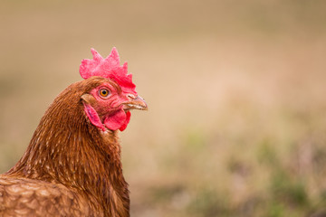 hen