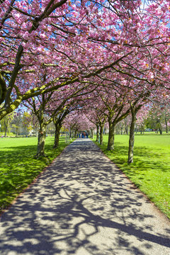 Spring path in the park with cherry blossom and pink flowers.