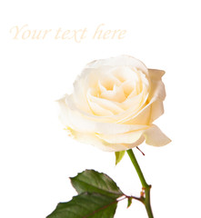 White rose with free space for text 