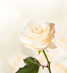White rose with free space for text 