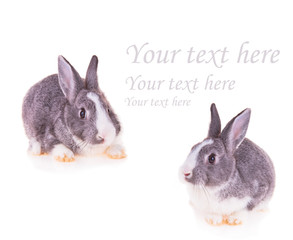 Easter baby rabbit on white background, free space 