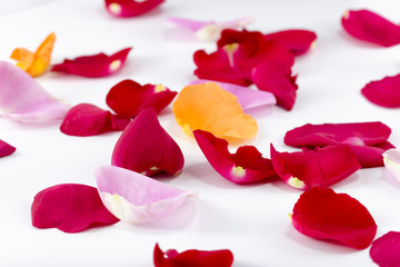 Multicolored Rose Petals