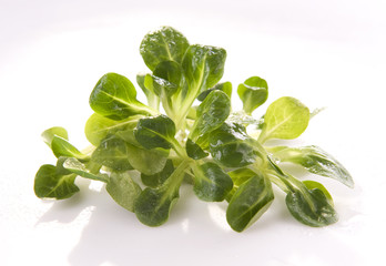 Fresh lamb's lettuce