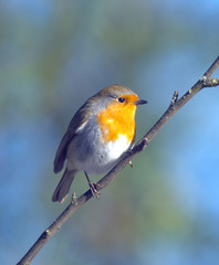 Robin