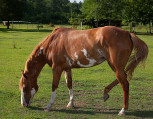 Naklejka na ściany i meble Grazing horse that is brown with white spots on a grassy pasture