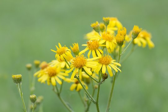 Jakobs-Greiskraut / Ragwort