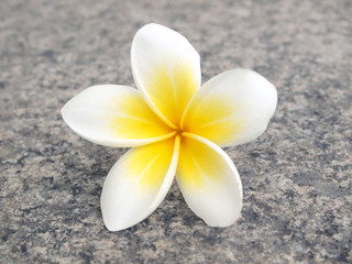 Obraz na płótnie Canvas Tropical flower frangipani