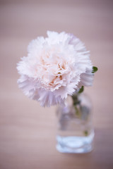 Carnation