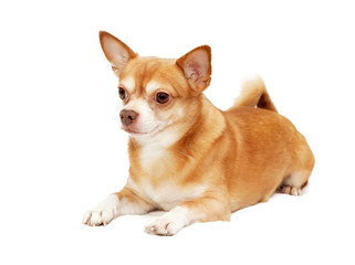 Chihuahua hua dog, isolated on a white background