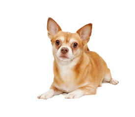 Chihuahua hua dog, isolated on a white background