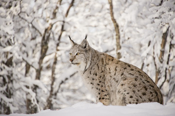 Lynx