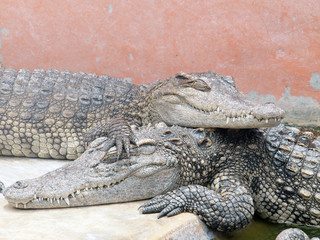 Crocodiles close up in Thailand