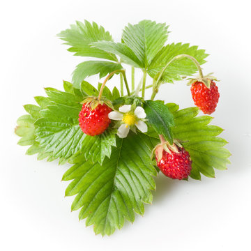 Wild Strawberry Isolated On White