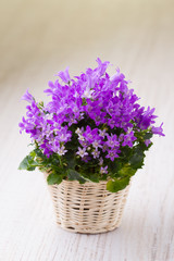 Campanula bouquet in rustic pot