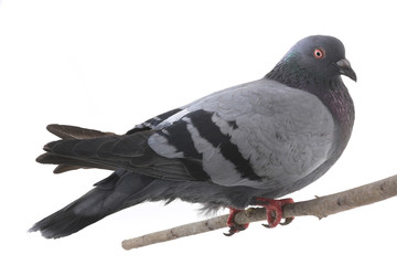 dove