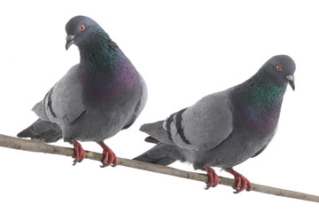 dove