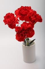 Red carnation on a light background