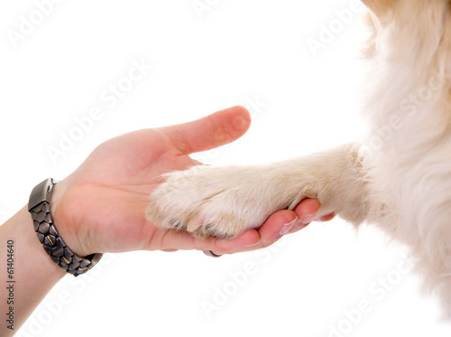 "Hund gibt Pfote" Stockfotos und lizenzfreie Bilder auf