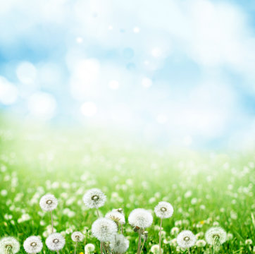 Fototapeta spring background