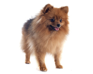 Obraz premium pomeranian spitz