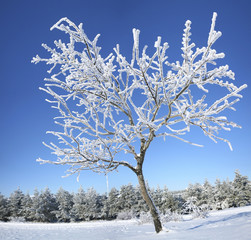 Frozen tree on winter.