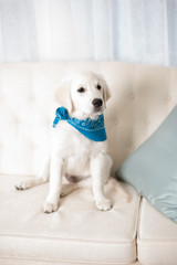 adorable white retriever puppy wearing blue scarf in studio
