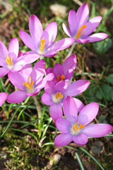 Crocus_ fiore viola