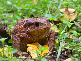 rospo comune (Bufo bufo)