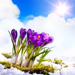 Crédence de cuisine en verre imprimé Crocus snowdrops crocus flowers in the snow Thaw