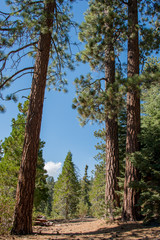 Sequoia National Forest