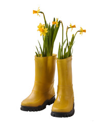 Yellow daffodils and rubber boots