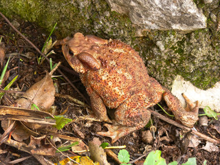 rospo comune (Bufo bufo)