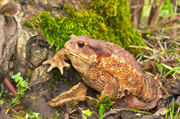 rospo comune (Bufo bufo)