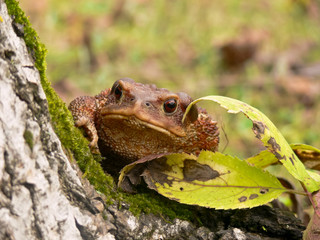 rospo comune (Bufo bufo)