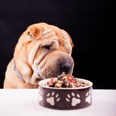 sharpei dog with plate
