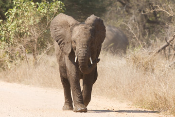 Fototapeta premium Young elephant charge aggressive along a road to chase danger