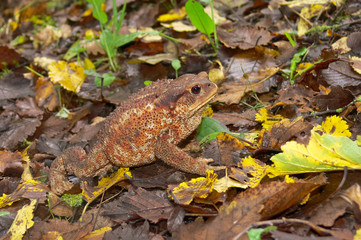 rospo comune (Bufo bufo)
